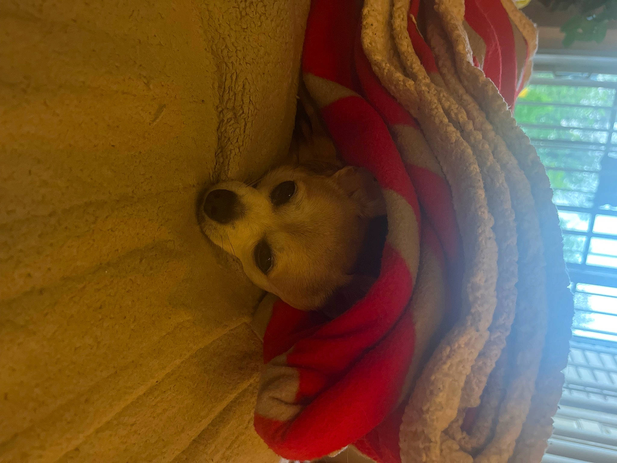 Carley is registered to the contest to win money with this photo: canidae, carnivore, comfort, companion_dog, curtain, dog, dog_breed, dog_supply, fawn, flooring, fur, hardwood, mammal, paw, snout, sporting_group, toy_dog, whiskers, wood, working_animal