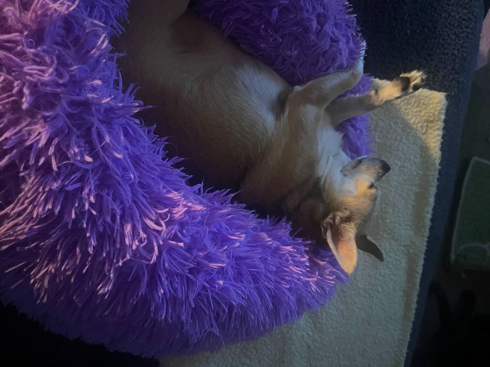 Carley joined the competition — help win amazing prizes! cnidaria, coral, electric_blue, fawn, fur, magenta, marine_biology, marine_invertebrates, natural_material, purple, reef, sea_anemone, tail, underwater, whiskers