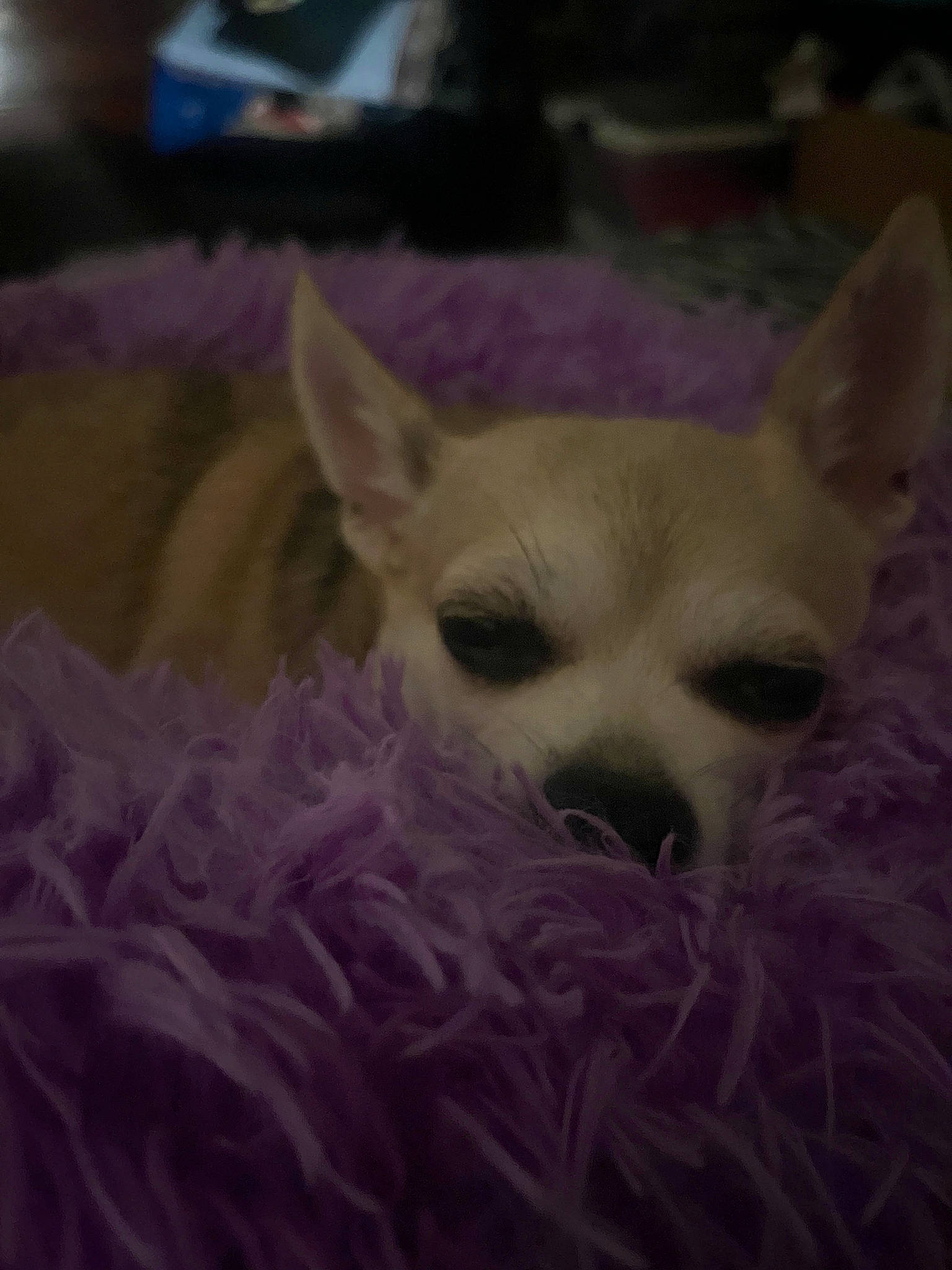 Carley is registered to the contest to win money with this photo: canidae, carnivore, chihuahua, companion_dog, corgi_chihuahua, dog, dog_breed, ear, eyelash, fawn, felidae, fur, non_sporting_group, snout, sporting_group, terrestrial_animal, toy_dog, whiskers, wildlife, working_animal