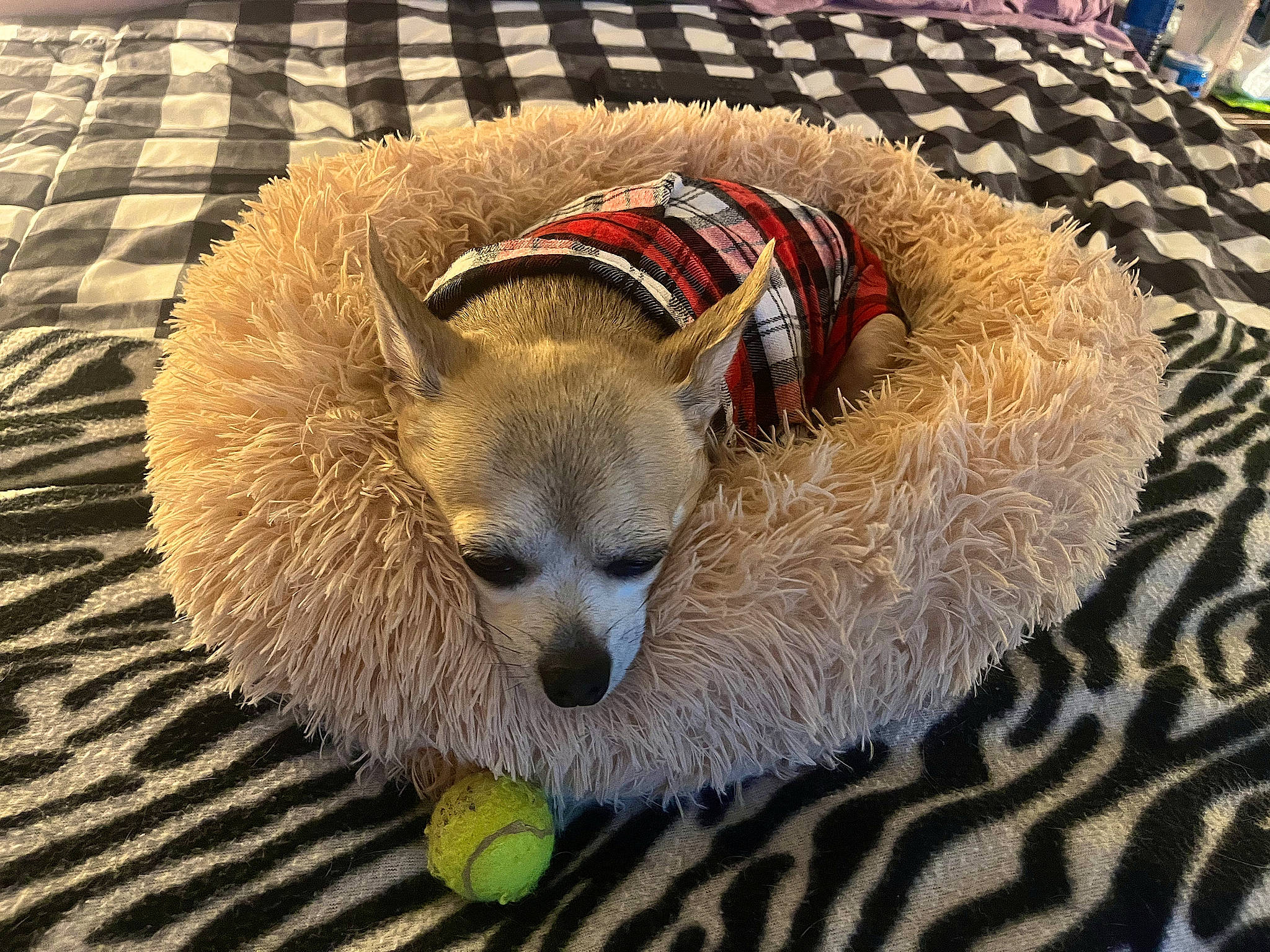 Carley joined the competition — help win amazing prizes! carnivore, ferret, fur, mustelidae, procyonidae, red_panda, terrestrial_animal, whiskers