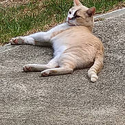 Mickey a rejoint le concours — aidez-le/la à gagner de superbes lots ! alone, animal, beige, cat, concrete, daylight, feline, grass, ground, lazy, mammal, nature, outdoor, pet, quiet, relaxed, resting, side_view, white, wildlife