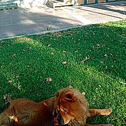 Max a rejoint le concours — aidez-le/la à gagner de superbes lots ! animal, bench, canine, daylight, dog, fur, grass, greenery, leash, nature, outdoor, park, pavement, pet, relaxing, resting, shadows, steps, sunlight, tree