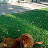 animal, bench, canine, daylight, dog, fur, grass, greenery, leash, nature, outdoor, park, pavement, pet, relaxing, resting, shadows, steps, sunlight, tree