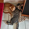cat, cats, ginger_cat, tabby_cat, floor, tile_floor, rug, striped, pet, animal, indoor, feline, resting, snuggling, cozy, curious, cute, fur, domestic_animal, home