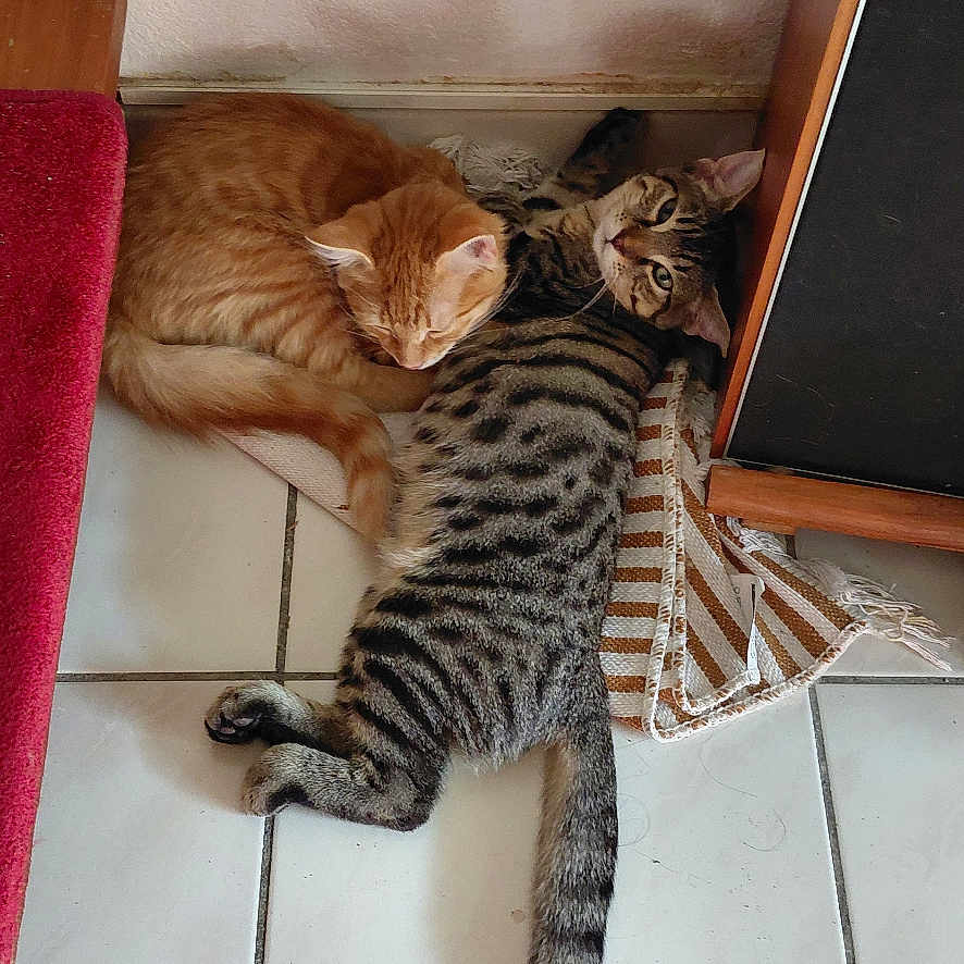 Bianca Et Bambi