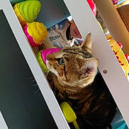 Wendi a rejoint le concours — aidez-le/la à gagner de superbes lots ! background, blue_eyes, cat, child, child_toy, close_up, colorful, curious, ears, face, furniture, household, indoor, kitchen_set, person, plastic_toys, playful, tabby, toy_kitchen, whiskers