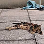 cat, tabby, sleeping, outdoor, floor, tiled_floor, sunlight, relaxed, animal, pet, mammal, striped, resting, blanket, fabric, metal, fence, shadow, quiet, peaceful