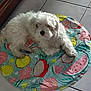 dog, white_dog, fluffy, pet, animal, indoor, mat, colorful, fruit_pattern, floor_tile, resting, cute, small_dog, fur, home, relaxed, domestic, companion, laying, cozy