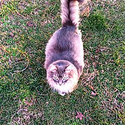 Binx joined the competition — help win amazing prizes! cat, fluffy_cat, grass, outdoor, animal, pet, tail, greenery, nature, looking_up, feline, cute, curious, mammal, domestic_animal, whiskers, ears, soft_fur, walking, daylight