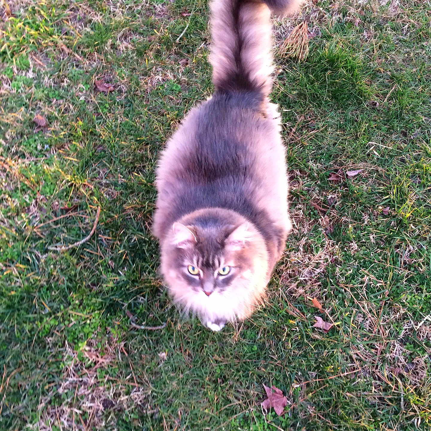 Binx joined the competition — help win amazing prizes! animal, cat, curious, cute, daylight, domestic_animal, ears, feline, fluffy_cat, grass, greenery, looking_up, mammal, nature, outdoor, pet, soft_fur, tail, walking, whiskers