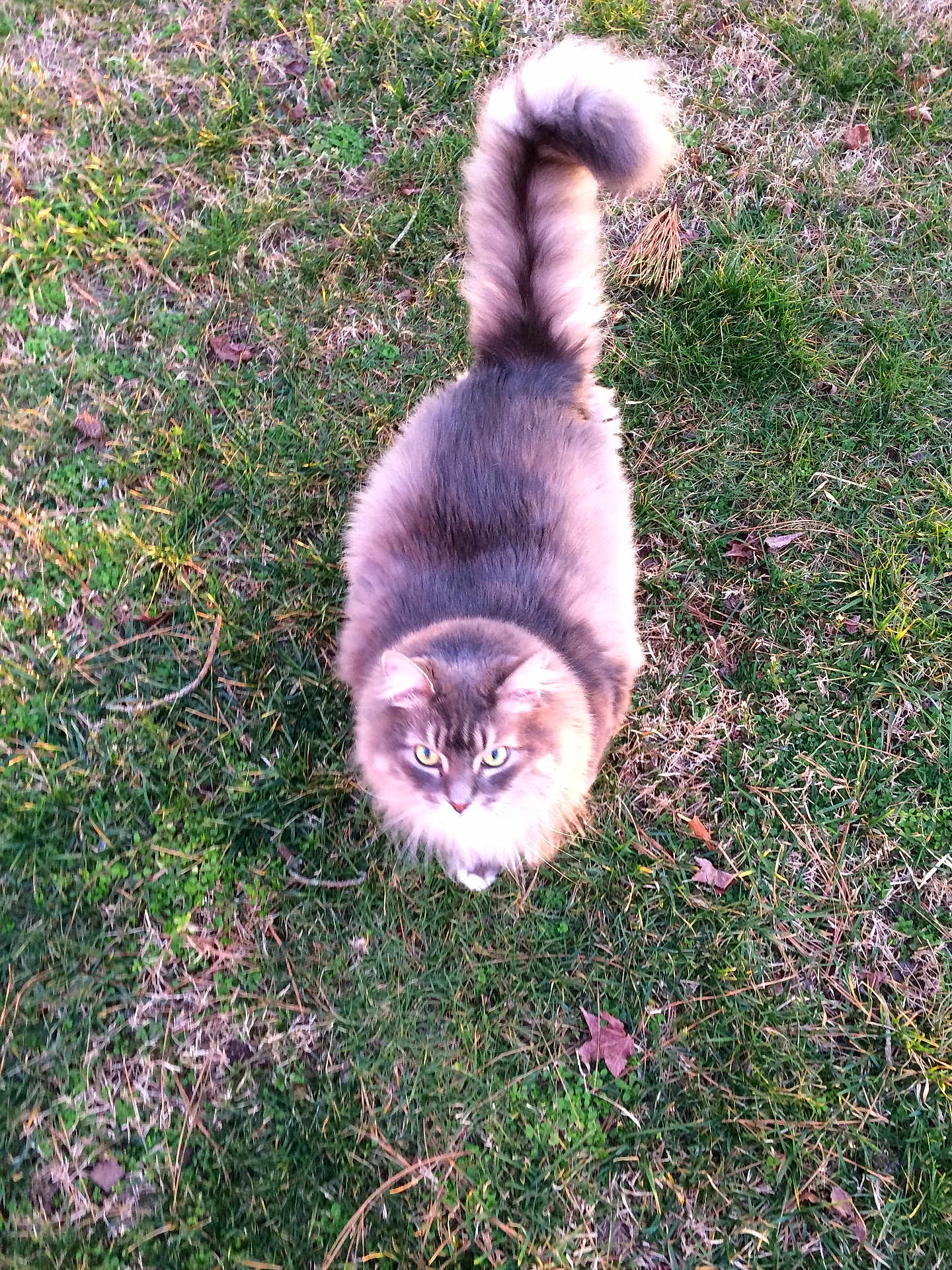 Binx joined the competition — help win amazing prizes! cat, fluffy_cat, grass, outdoor, animal, pet, tail, greenery, nature, looking_up, feline, cute, curious, mammal, domestic_animal, whiskers, ears, soft_fur, walking, daylight