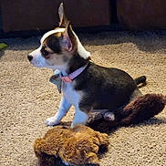 Queenie joined the competition — help win amazing prizes! animal, black, brown, carpet, collar, cute, dog, domestic_dog, floor, fur, indoor, pet, plush_toy, puppy, side_view, sitting, small_dog, toy, white, young_dog