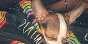 Queenie is registered to the contest to win money with this photo: blanket, bracelet, closeup, comfort, couch, cozy, dog, ears, fur, human_arm, indoor, pattern, paw, pet, rainbow, relaxation, resting, sleeping, snuggle, textile