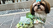 Clara participe au concours pour gagner de l'argent avec cette photo : dog, small_dog, shih_tzu, outdoor, street, pavement, dress, butterfly_clip, cute, fluffy, pet, animal, fashion, costume, green, white, brown, fur, portrait, building
