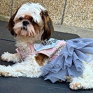 Clara a rejoint le concours — aidez-le/la à gagner de superbes lots ! dog, pet, outdoor, clothing, dress, costume, tulle, fur, white, brown, laying_down, cute, animal, portrait, small_dog, fashion, texture, wall, calm, resting