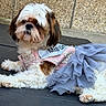 dog, pet, outdoor, clothing, dress, costume, tulle, fur, white, brown, laying_down, cute, animal, portrait, small_dog, fashion, texture, wall, calm, resting