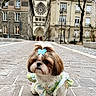 Clara participe au concours pour gagner de l'argent avec cette photo : dog, small_dog, shih_tzu, outdoor, cobblestone, street, historic_building, church, architecture, cute, pet, animal, fluffy, clothing, blue_butterfly, urban, daylight, tree, sidewalk, fashion