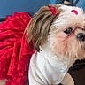 Clara participe au concours pour gagner de l'argent avec cette photo : dog, puppy, white_sweater, red_skirt, red_bow, pet, small_dog, fluffy, cute, indoor, wooden_table, blue_background, fur, animal, portrait, fashion, costume, close_up, adorable, sitting