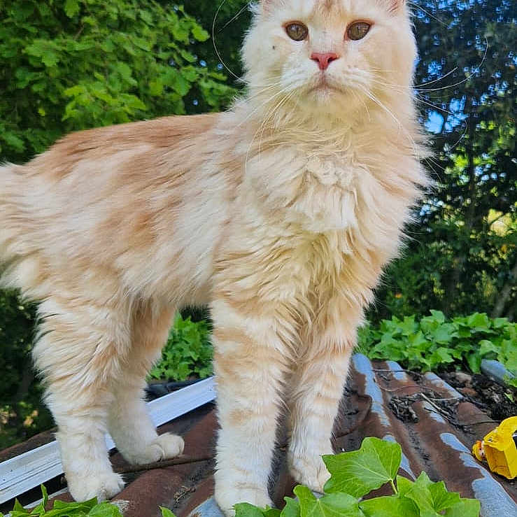Simba