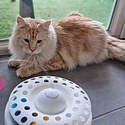 Simba participe au concours pour gagner de l'argent avec cette photo : cat, orange_cat, fluffy_cat, toy, butterfly_toy, floor, tile_floor, indoor, glass_door, window, pet, animal, playful, curious, feline, whiskers, tail, close_up, domestic_cat, orange_and_white