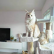 Simba participe au concours pour gagner de l'argent avec cette photo : basket, cat, cat_tree, curtain, cushion, decor, floor, fluffy_cat, furniture, home, indoor, lamp, living_room, pet, plant, relaxing, scratching_post, television, toy, window