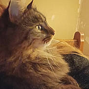 Ulysse a rejoint le concours — aidez-le/la à gagner de superbes lots ! cat, fluffy, feline, indoor, pet, animal, fur, side_profile, whiskers, ear, muzzle, domestic_cat, cozy, warm_light, closeup, portrait, tabby, resting, looking, household