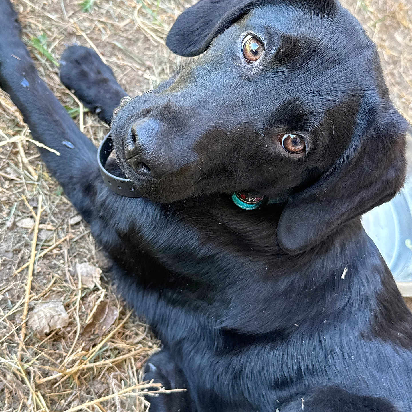 Morrigan is registered to the contest to win money with this photo: animal, black_dog, canine, collar, cute, dog, domestic_animal, ears, eyes, friendly, fur, grass, looking_up, lying_down, mammal, nature, outdoor, pet, playful, young_dog