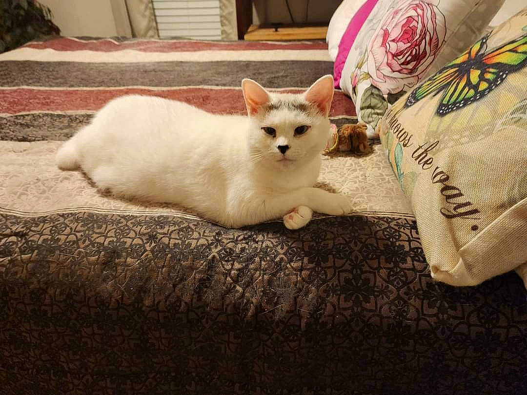 Snowy joined the competition — help win amazing prizes! carnivore, cat, comfort, companion_dog, couch, domestic_short_haired_cat, fawn, felidae, flooring, font, fur, linens, pattern, paw, small_to_medium_sized_cats, snout, tail, terrestrial_animal, whiskers, wood