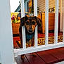 animal, brown_dog, casual_clothing, collar, curious, dog, dog_tag, domestic, evening_light, fence, home, outdoor, person, pet, pet_care, porch, railing, relaxation, wicker_furniture, wooden_floor