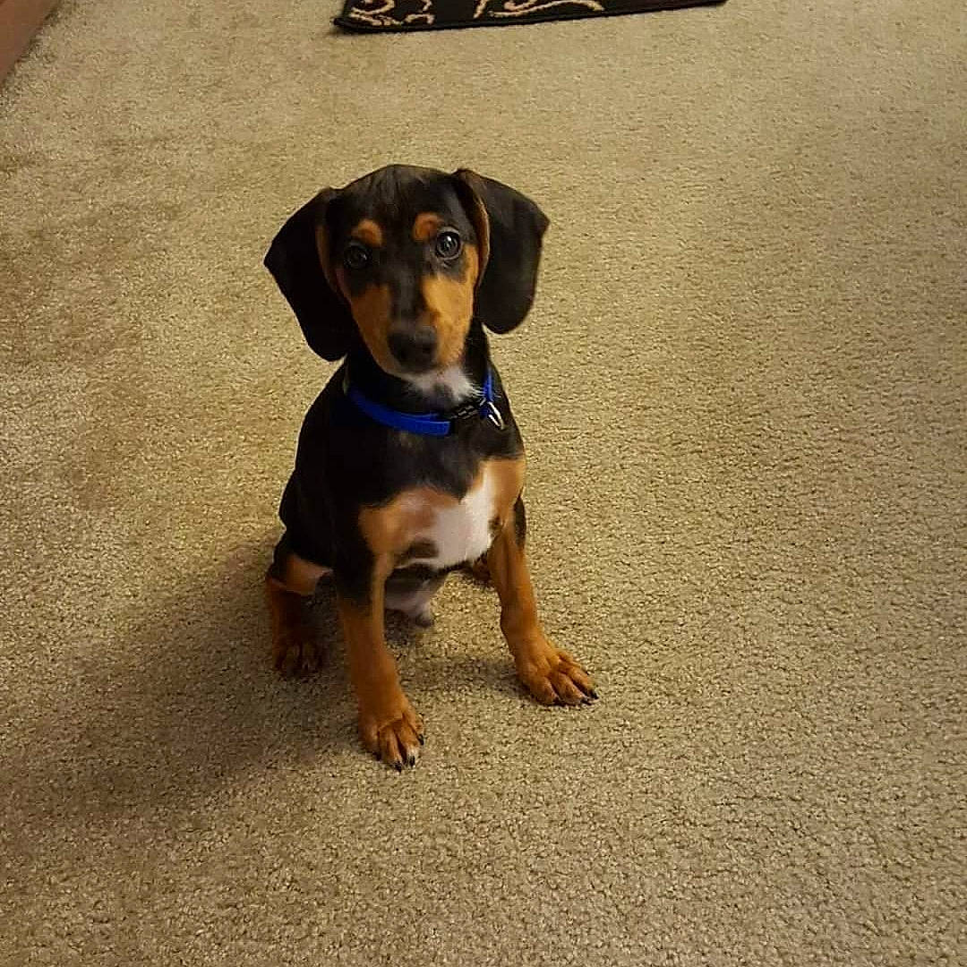 Rocky is registered to the contest to win money with this photo: canidae, carnivore, companion_dog, dog, dog_breed, fawn, flooring, hound, hunting_dog, paw, pet_supply, snout, sporting_group, tail, working_animal, working_dog