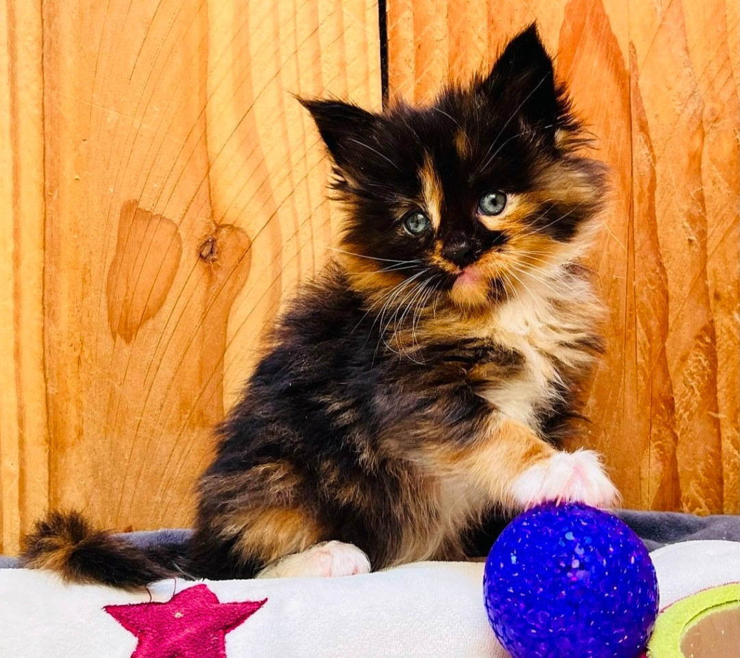 Thalie participe au concours pour gagner de l'argent avec cette photo : ball, box, carnivore, cat, cat_supply, claw, domestic_short_haired_cat, door, event, felidae, fur, hardwood, maine_coon, party_supply, paw, small_to_medium_sized_cats, tail, whiskers, window, wood