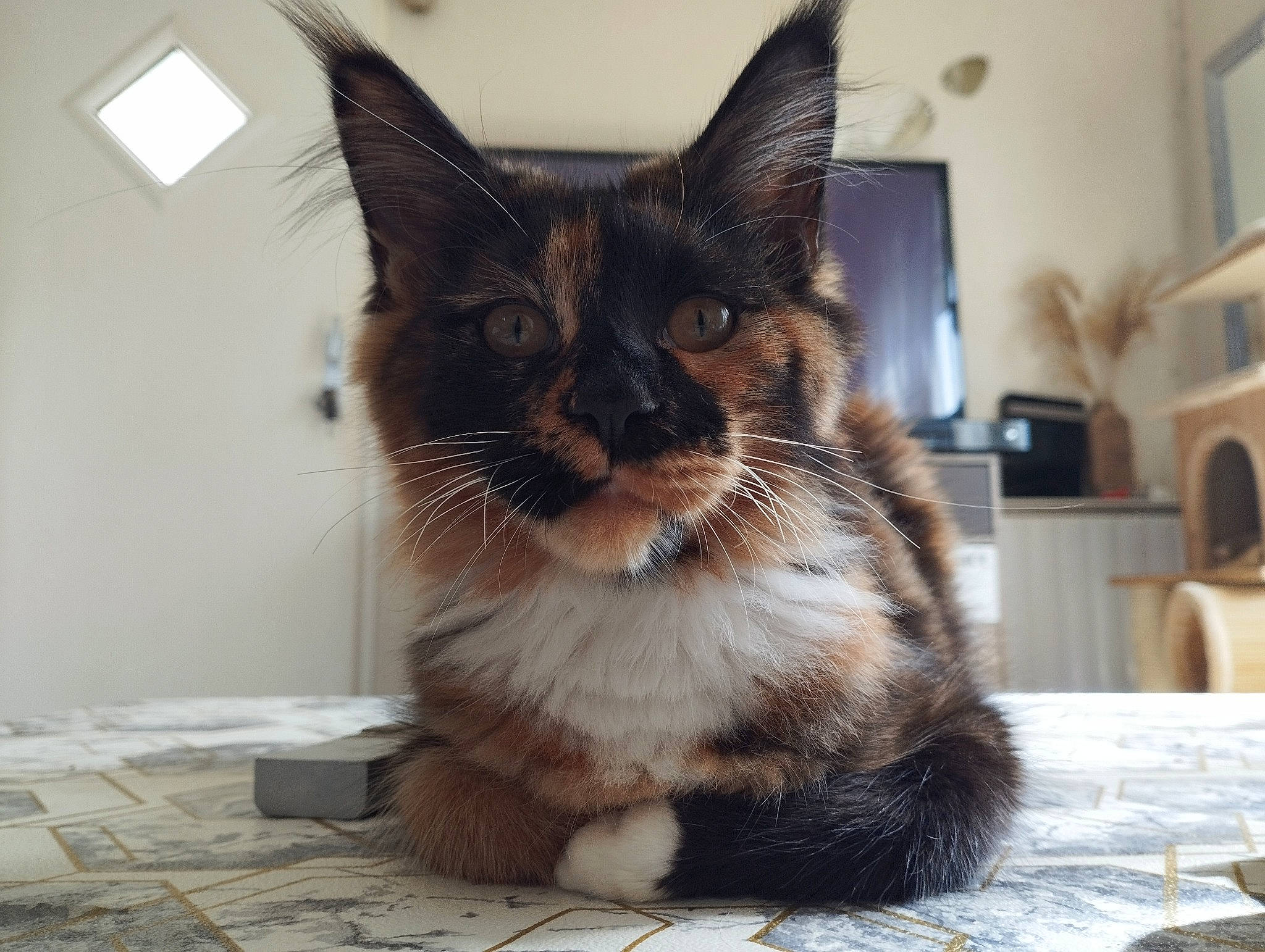 Thalie participe au concours pour gagner de l'argent avec cette photo : carnivore, cat, claw, domestic_short_haired_cat, felidae, flooring, fur, paw, small_to_medium_sized_cats, snout, tableware, tail, terrestrial_animal, whiskers, window