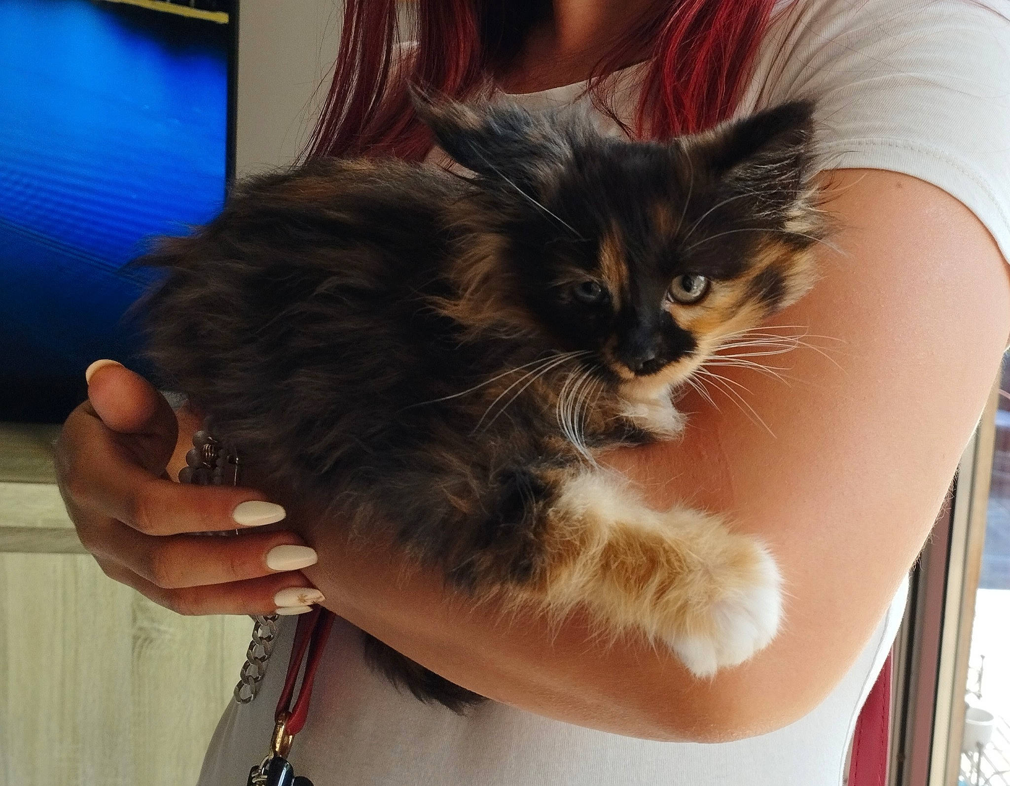 Thalie participe au concours pour gagner de l'argent avec cette photo : abdomen, black_hair, carnivore, cat, comfort, eyewear, fawn, felidae, finger, gesture, picture_frame, shoulder, small_to_medium_sized_cats, snout, tail, thigh, trunk, waist, whiskers, wrist