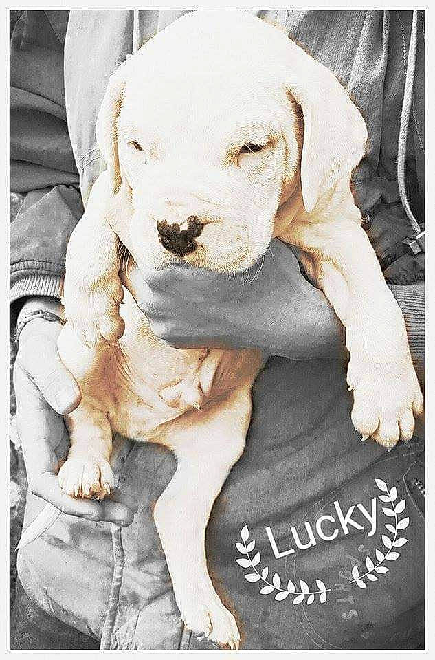Lucky a rejoint le concours — aidez-le/la à gagner de superbes lots ! canidae, carnivore, collar, comfort, companion_dog, dog, dog_breed, dog_collar, dog_supply, fawn, font, fur, paw, pet_supply, photo_caption, snout, sporting_group, stock_photography, whiskers, working_animal