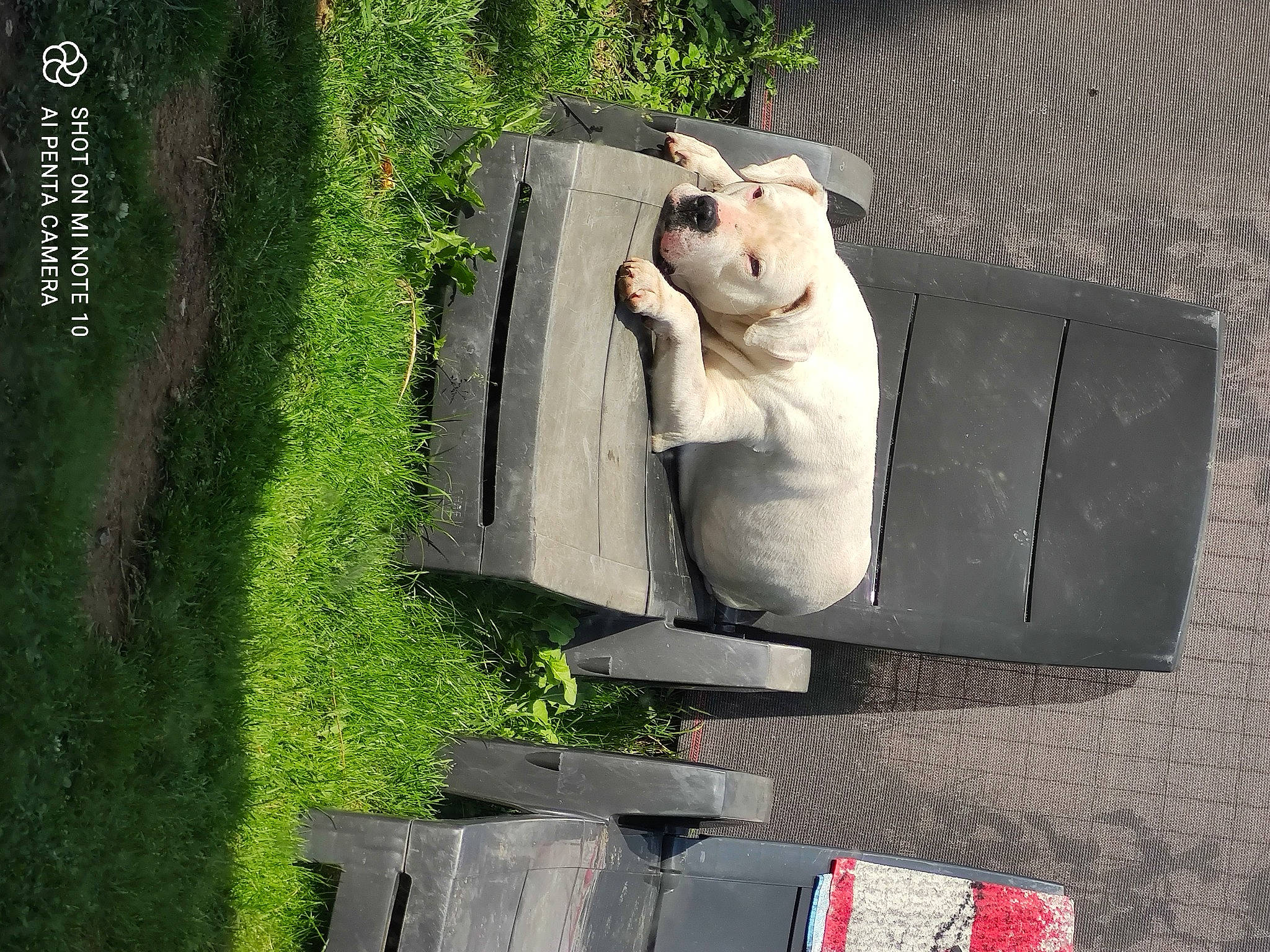 Lucky participe au concours pour gagner de l'argent avec cette photo : art, carnivore, concrete, felidae, font, gas, grass, motor_vehicle, plant, rectangle, sculpture, sidewalk, small_to_medium_sized_cats, tail, terrestrial_animal, toy, tree, trunk, whiskers, wood