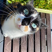 Lysie a rejoint le concours — aidez-le/la à gagner de superbes lots ! cat, calico, blue_eyes, whiskers, close_up, outdoor, wooden_deck, grass, pet, animal, feline, curious, sunlight, fur, black, white, orange, nature, daylight, portrait