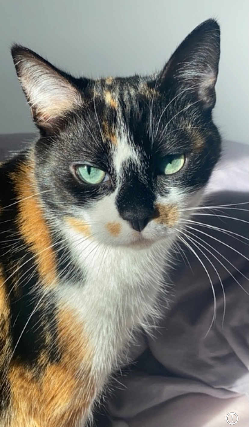 Lysie a rejoint le concours — aidez-le/la à gagner de superbes lots ! cat, calico_cat, close_up, green_eyes, fur, whiskers, pet, animal, portrait, indoor, blanket, soft_light, curious, feline, cute, domestic_cat, mammal, face, ears, sitting
