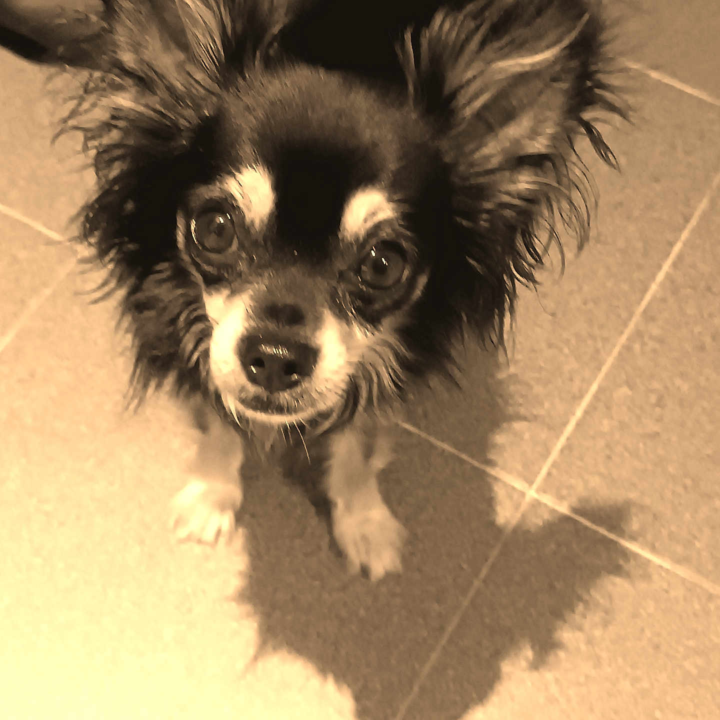 Rocky
