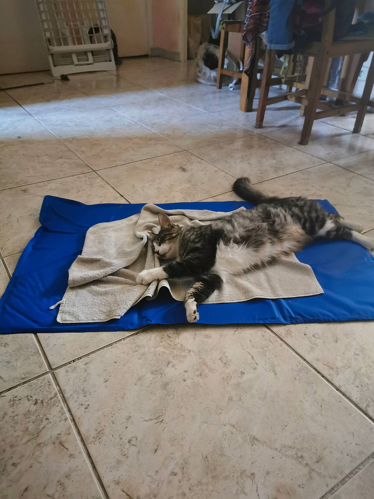 Attila participe au concours pour gagner de l'argent avec cette photo : canidae, carnivore, cat, dog_breed, felidae, floor, flooring, small_to_medium_sized_cats, sporting_group, tile, wood