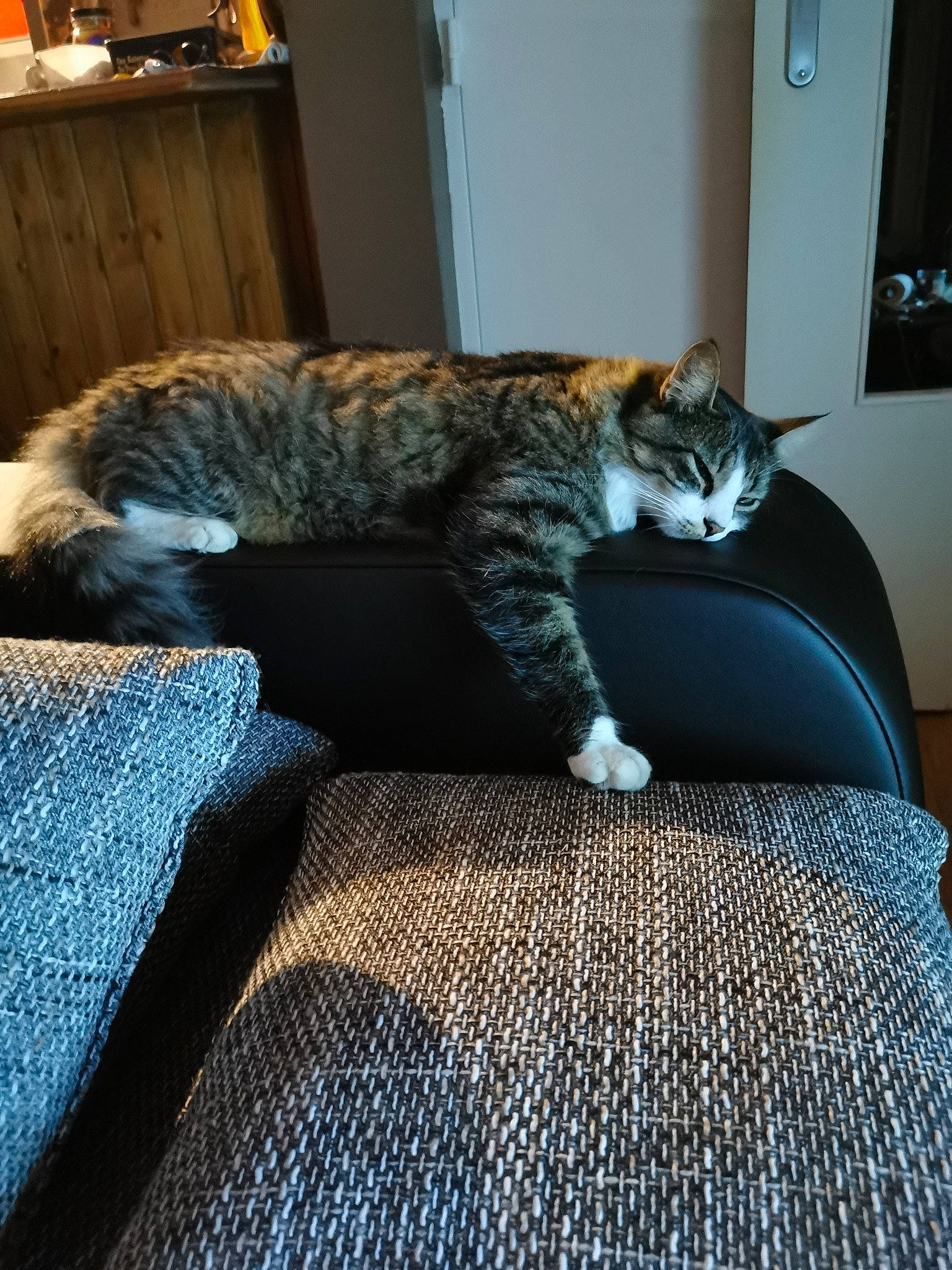 Attila participe au concours pour gagner de l'argent avec cette photo : bed, carnivore, cat, comfort, couch, domestic_short_haired_cat, dragon_li, european_shorthair, felidae, floor, fur, furniture, kitten, mammal, paw, room, small_to_medium_sized_cats, tabby_cat, tail, whiskers