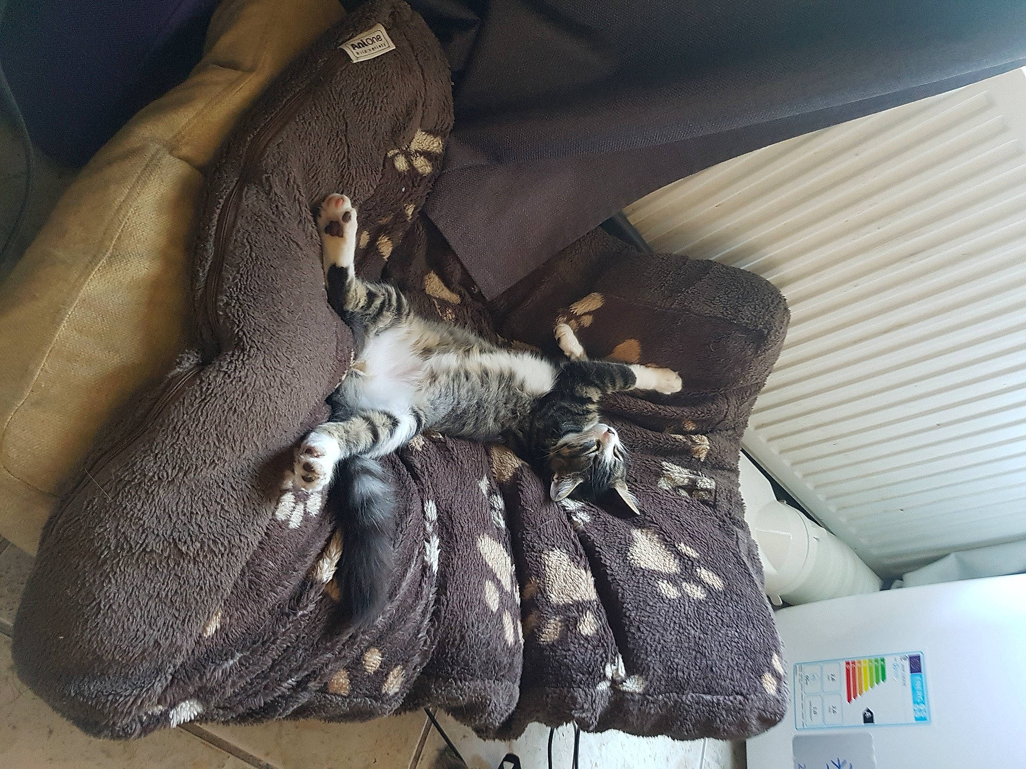 Attila participe au concours pour gagner de l'argent avec cette photo : tree