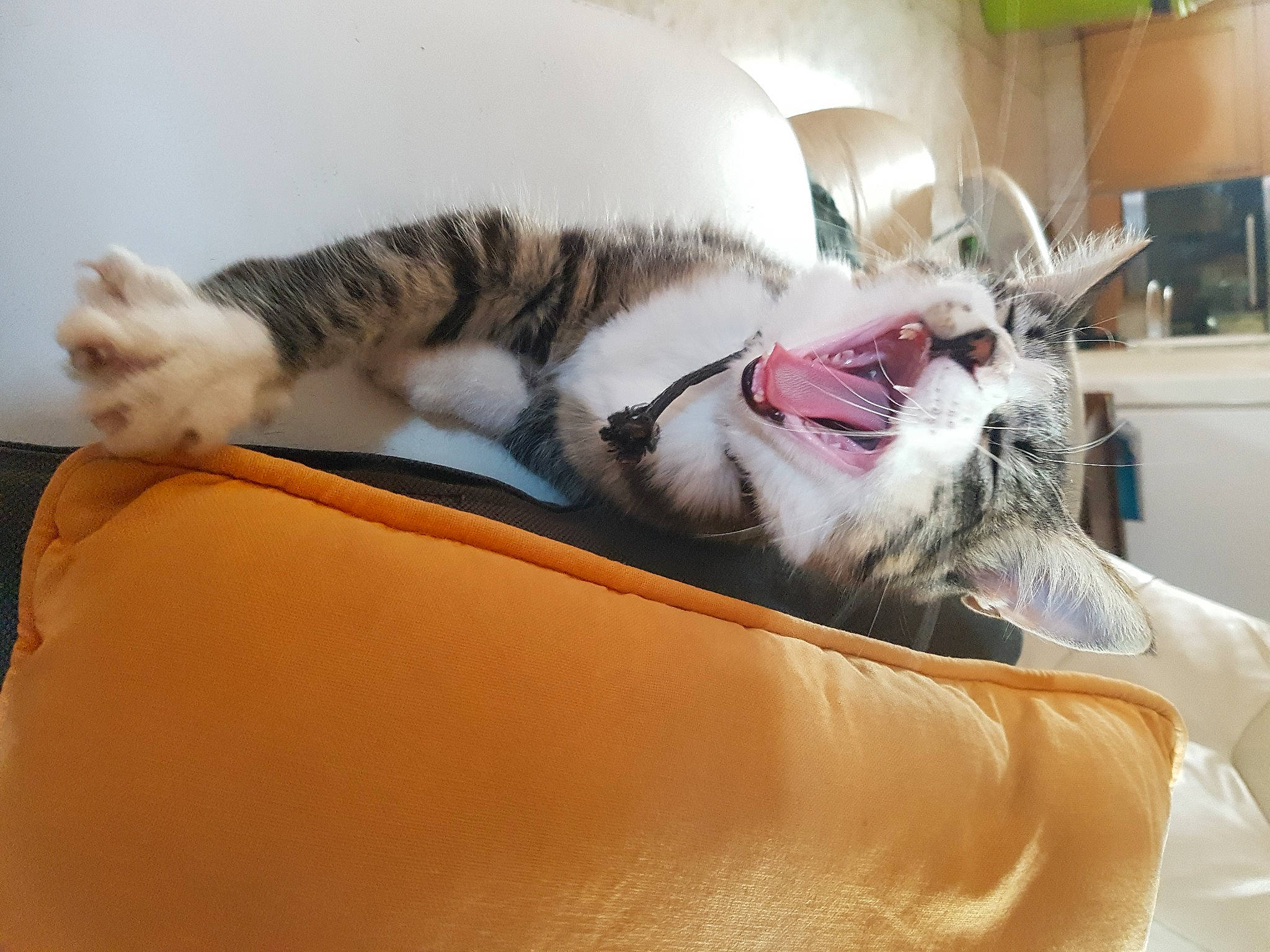 Attila participe au concours pour gagner de l'argent avec cette photo : american_shorthair, carnivore, cat, dragon_li, ear, european_shorthair, eye, facial_expression, felidae, fur, kitten, leg, mammal, mouth, nap, nose, organ, small_to_medium_sized_cats, tabby_cat, whiskers