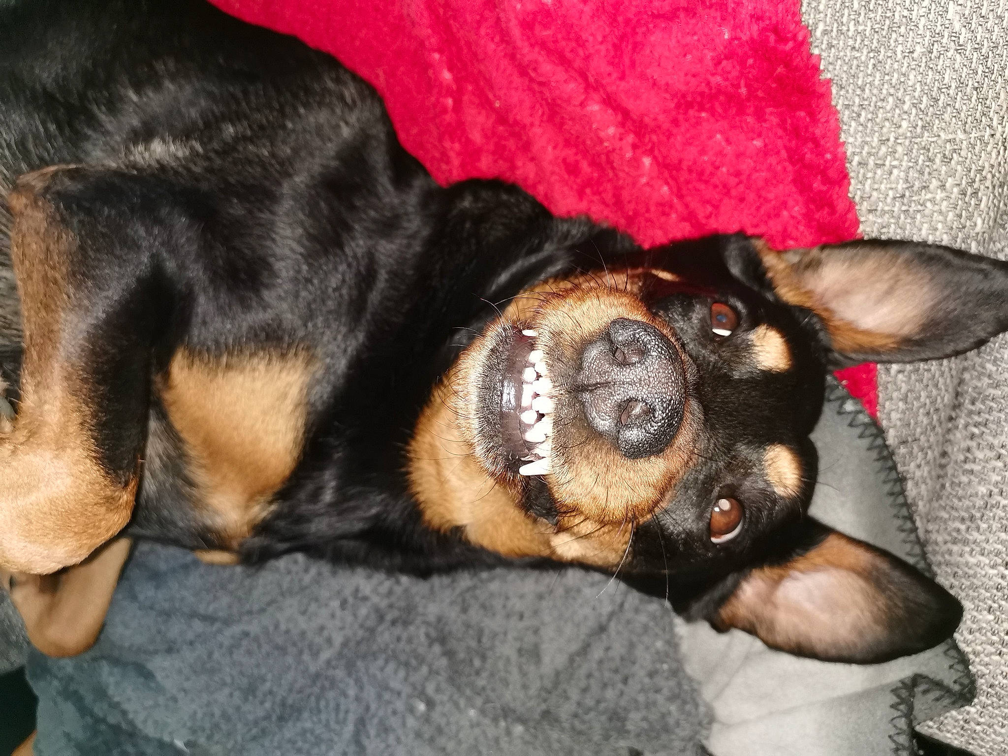 Shanna a rejoint le concours — aidez-le/la à gagner de superbes lots ! canidae, carnivore, dog, dog_breed, ear, fawn, mammal, miniature_pinscher, paw, pinscher, puppy, rottweiler, snout, sporting_group, vertebrate