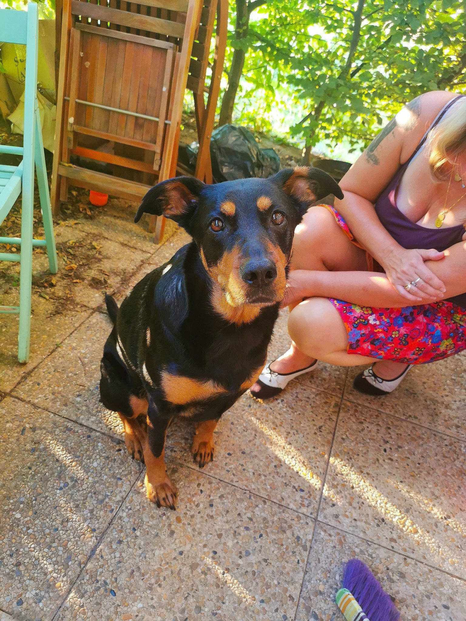 Shanna a rejoint le concours — aidez-le/la à gagner de superbes lots ! beauceron, black_and_tan_terrier, canidae, carnivore, dog, dog_breed, fawn, german_pinscher, guard_dog, huntaway, jagdterrier, mammal, manchester_terrier, miniature_pinscher, pinscher, toy_manchester_terrier, working_dog