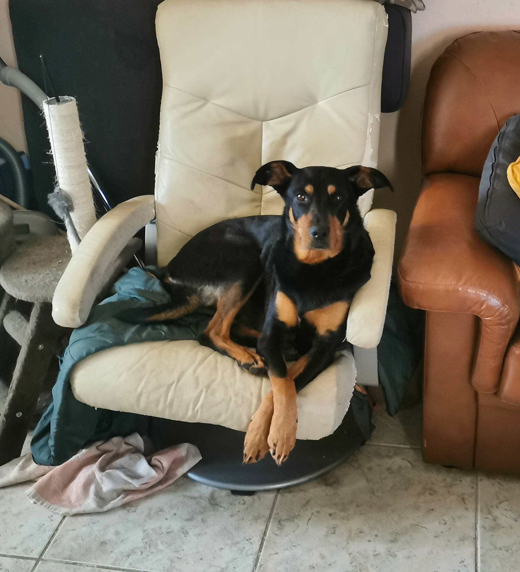 Shanna a rejoint le concours — aidez-le/la à gagner de superbes lots ! canidae, carnivore, comfort, companion_dog, dobermann, dog, dog_breed, english_toy_terrier, german_pinscher, guard_dog, huntaway, mammal, manchester_terrier, miniature_pinscher, paw, pinscher, prazsky_krysarik, toy_dog, toy_manchester_terrier, vertebrate