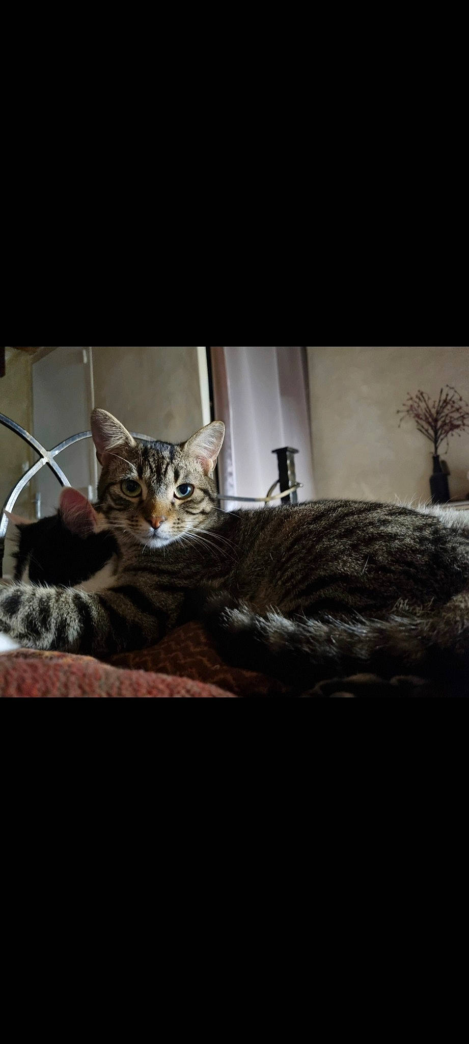 Tarot a rejoint le concours — aidez-le/la à gagner de superbes lots ! carnivore, cat, comfort, domestic_short_haired_cat, door, felidae, fur, grey, paw, photo_caption, plant, sitting, small_to_medium_sized_cats, snout, tail, terrestrial_animal, tree, whiskers, wildlife, window