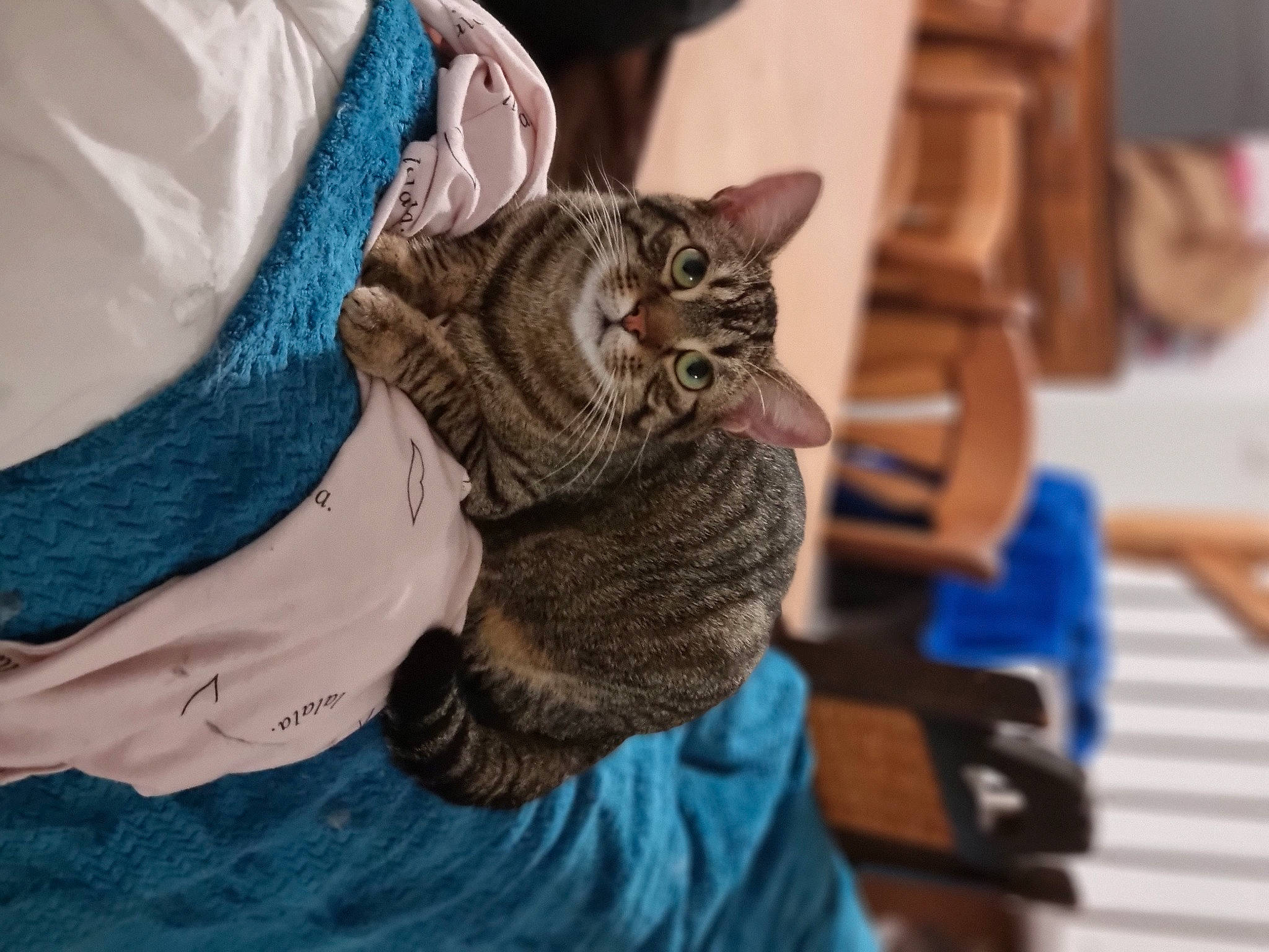 Tarot participe au concours pour gagner de l'argent avec cette photo : carnivore, cat, claw, comfort, domestic_short_haired_cat, electric_blue, felidae, fur, sand, sitting, small_to_medium_sized_cats, whiskers, wood