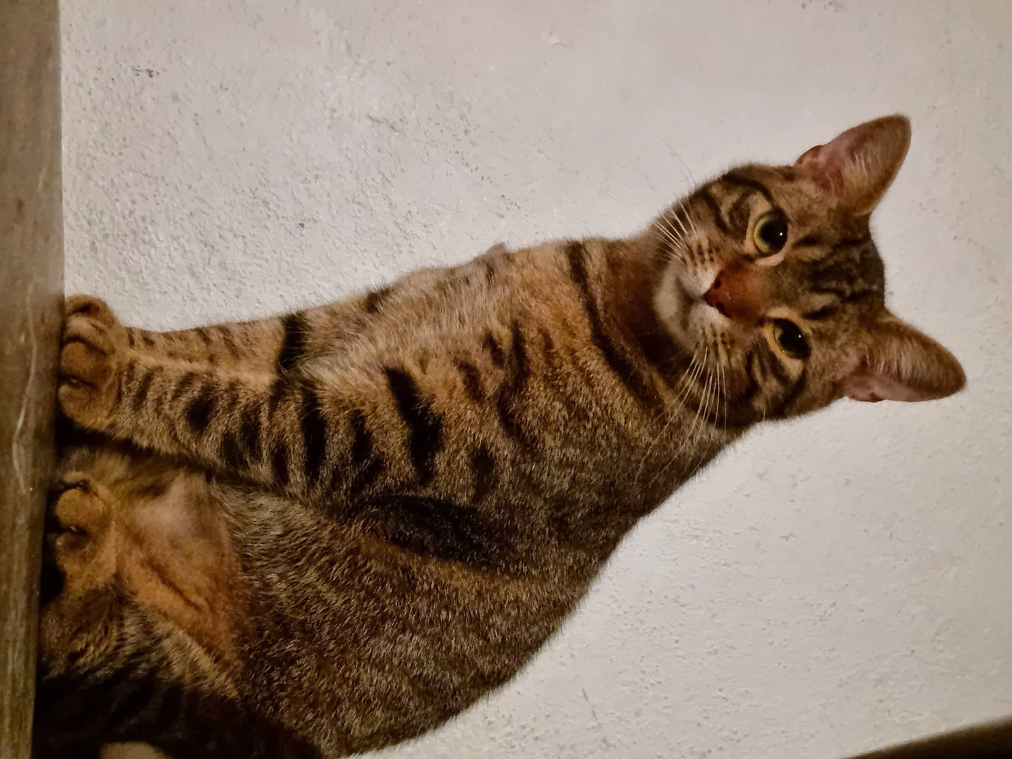 Tarot participe au concours pour gagner de l'argent avec cette photo : carnivore, cat, claw, domestic_short_haired_cat, eye, fawn, felidae, fur, lynx, paw, small_to_medium_sized_cats, tail, terrestrial_animal, tree, whiskers, wildlife, wood