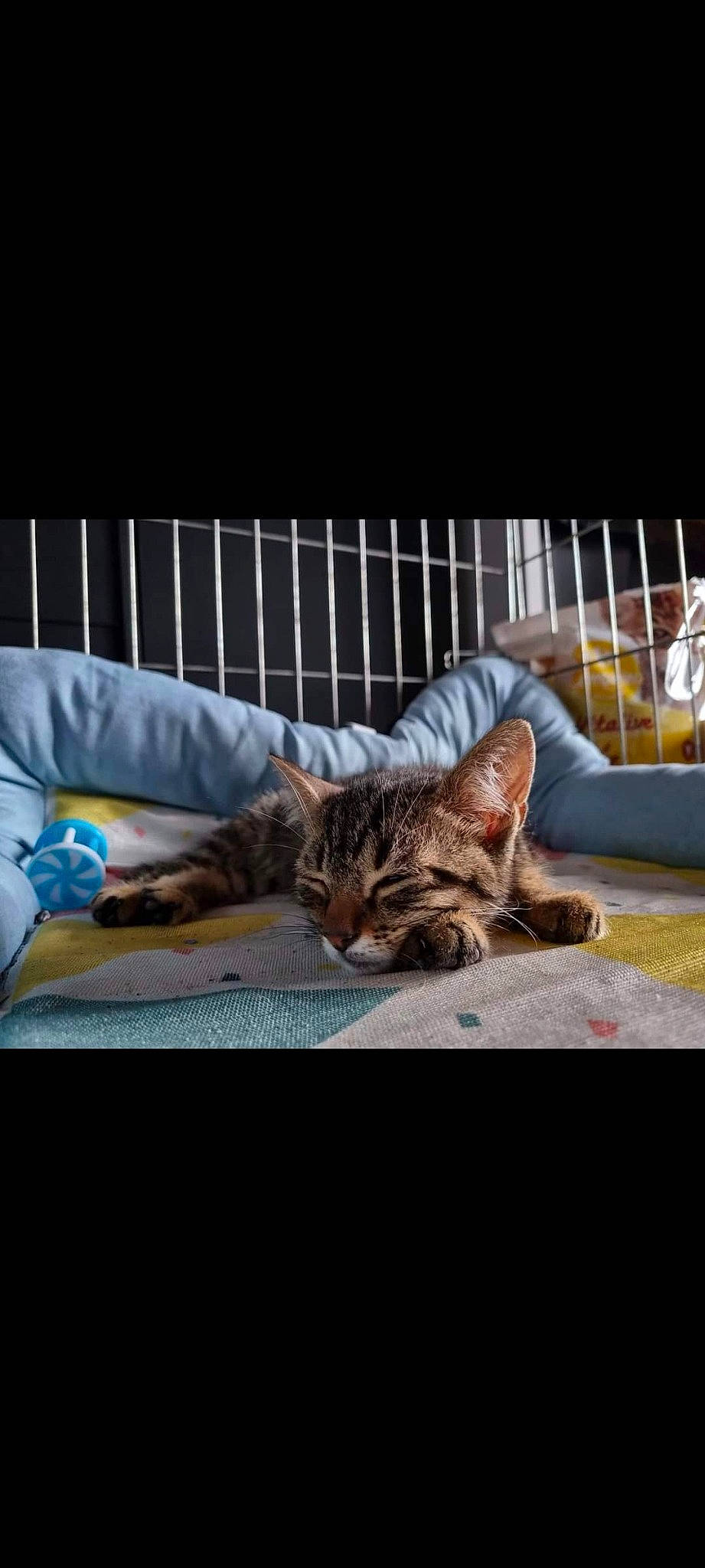 Tarot a rejoint le concours — aidez-le/la à gagner de superbes lots ! bed, bedding, carnivore, cat, comfort, couch, domestic_short_haired_cat, felidae, fur, grey, linens, nap, pillow, room, sitting, sleep, small_to_medium_sized_cats, tail, tree, whiskers