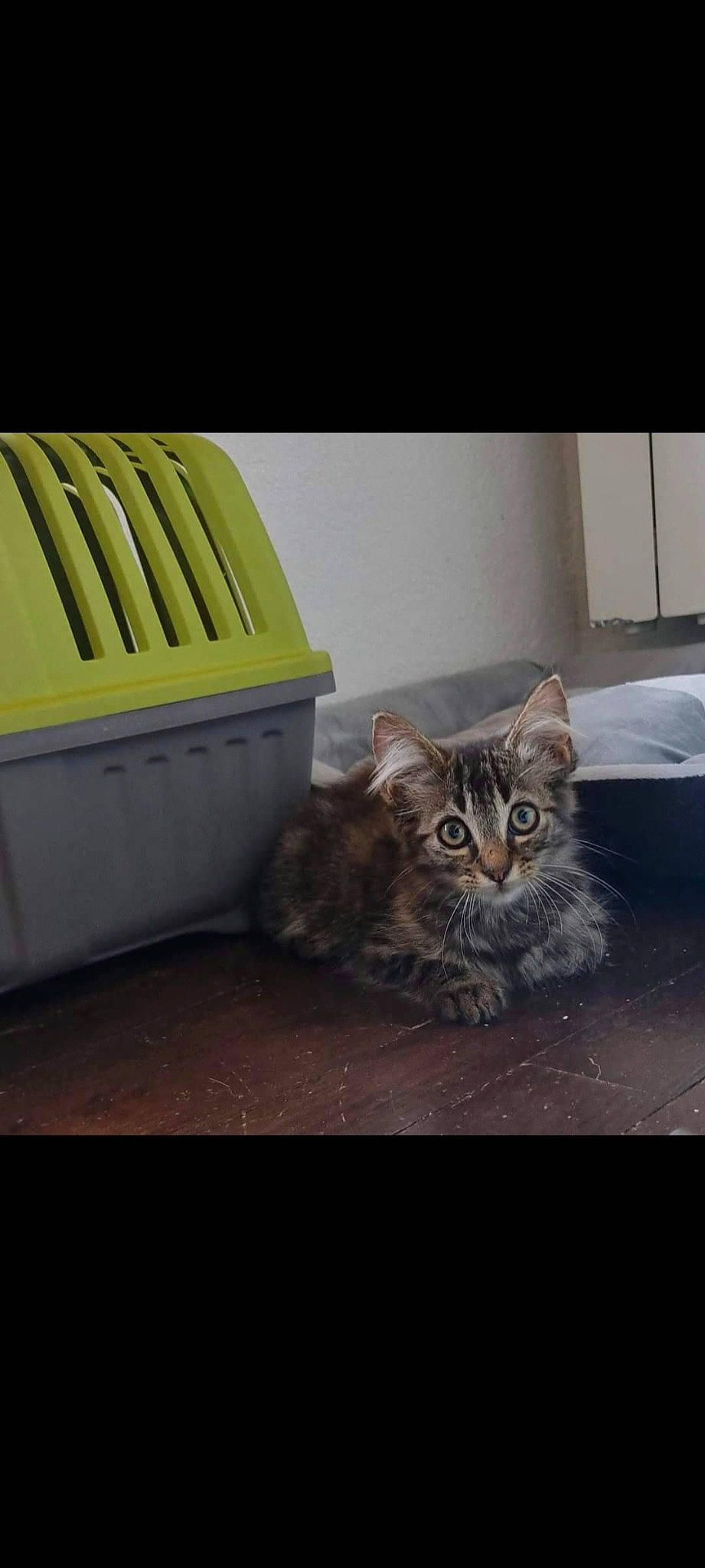 Trex participe au concours pour gagner de l'argent avec cette photo : carnivore, cat, comfort, domestic_short_haired_cat, felidae, floor, flooring, fur, grey, hardwood, metal, rectangle, sitting, small_to_medium_sized_cats, snout, tail, terrestrial_animal, waste_containment, whiskers, wood